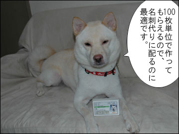 愛犬免許証（実物）-3コマ