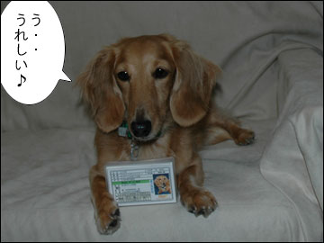 愛犬免許証（実物）-7コマ