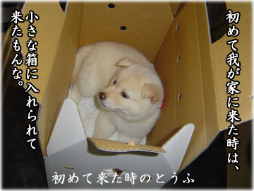A girl in the box.-4コマ
