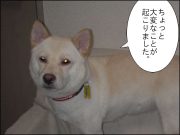 白い犬はオモシロイ-1コマ