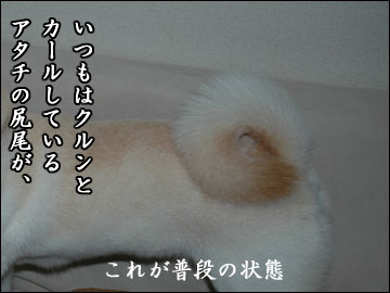 白い犬はオモシロイ-2コマ