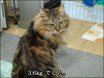 ネコ兄さんの体重の正解-6コマ