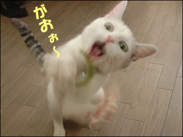 草食系ネコ-4コマ