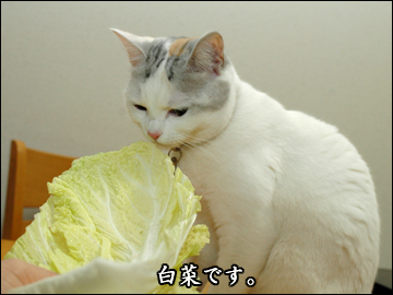 白菜-1コマ