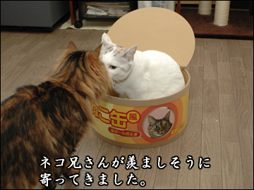 ねこ缶とネコ兄さん-2コマ
